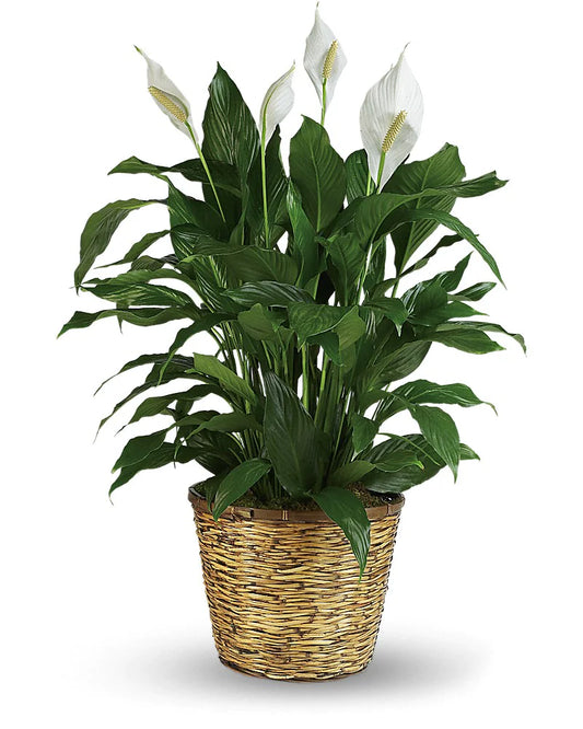 Peace Lilly